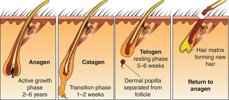 hair growth cycle